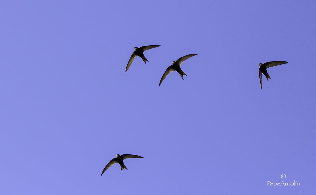 Silueta del vencejo volando en los cielos de Extremadura